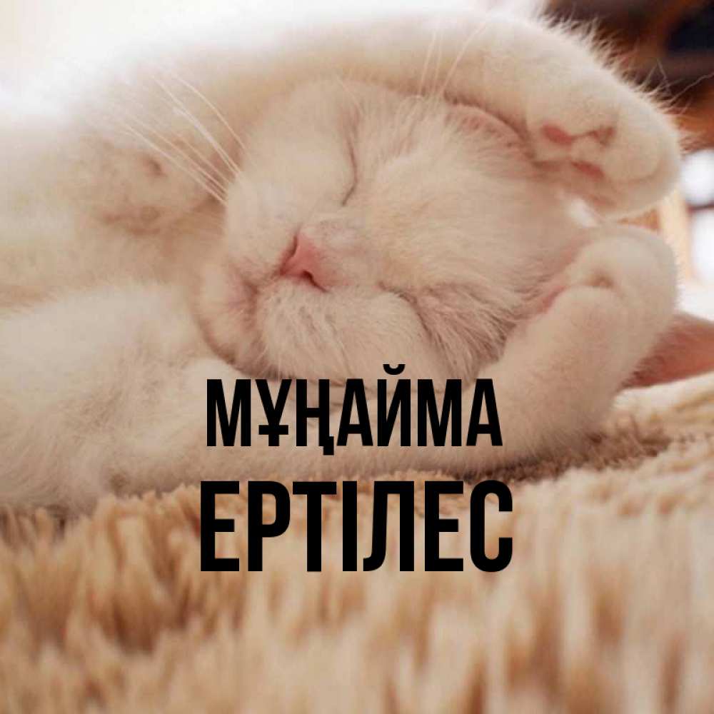 Күн сайын ашық хат с именем, Ертілес Мұңайма Котенок спит Онлайн тегін жүктеп алу тілектері бар керемет карта 