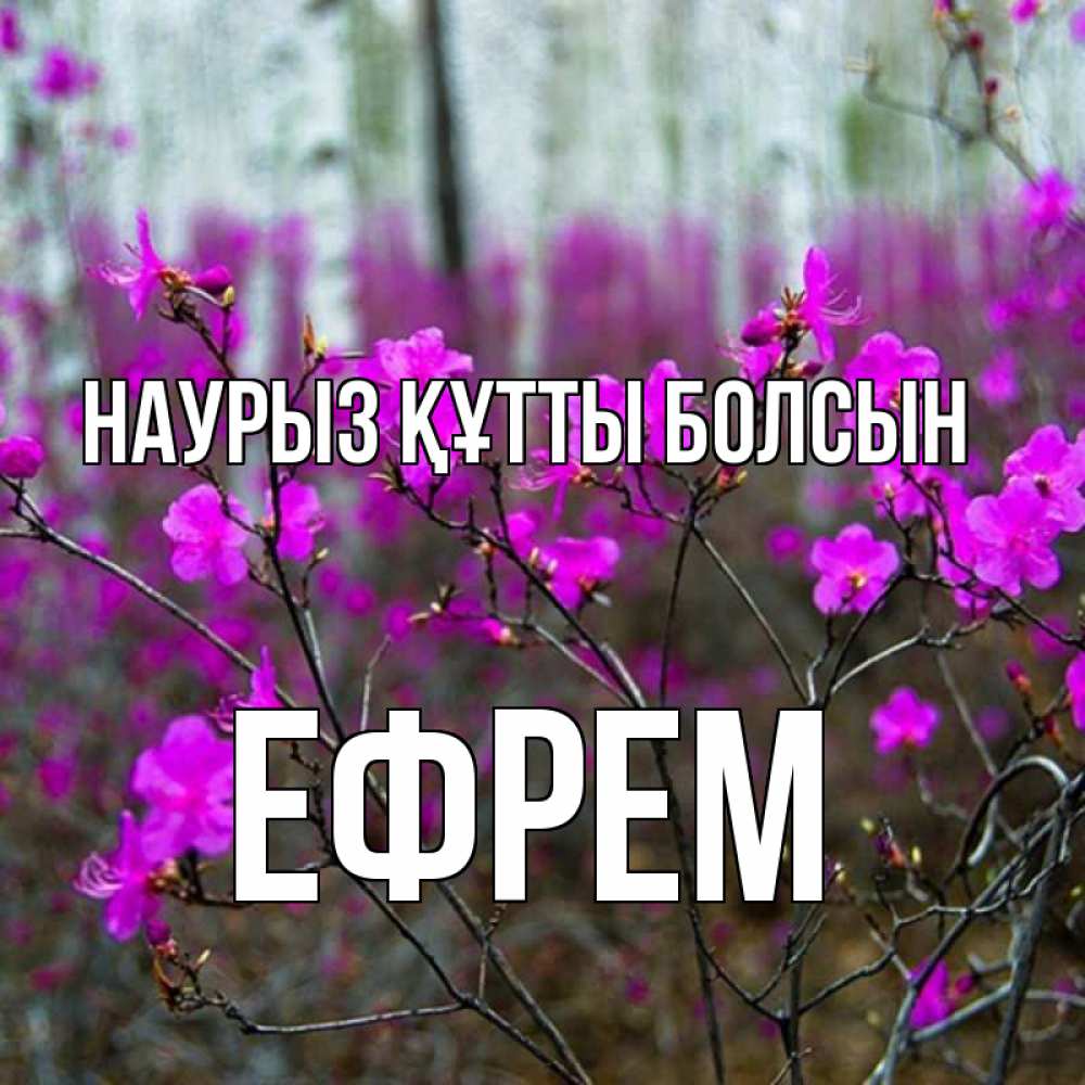 Күн сайын ашық хат с именем, Ефрем Наурыз құтты болсын дикие цветы Онлайн тегін жүктеп алу тілектері бар керемет карта 
