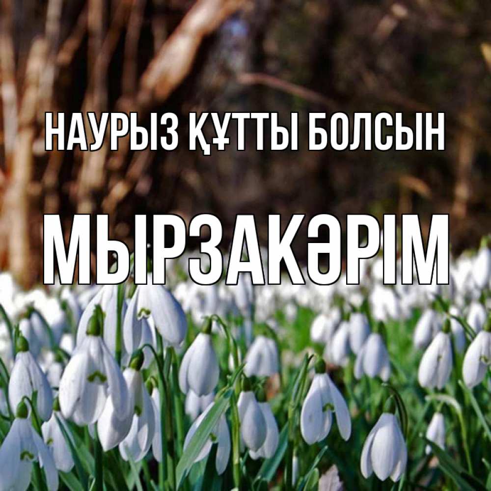 Күн сайын ашық хат с именем, Мырзакәрім Наурыз құтты болсын с подснежниками 1 Онлайн тегін жүктеп алу тілектері бар керемет карта 