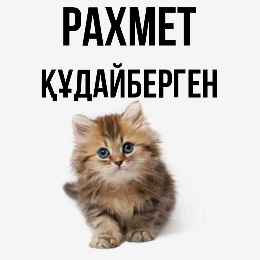 Күн сайын ашық хат с именем, ҚҰДАЙБЕРГЕН рахмет пушистый котик Онлайн тегін жүктеп алу тілектері бар керемет карта 