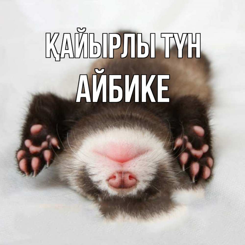 Күн сайын ашық хат с именем, АЙБИКЕ Қайырлы түн зверек Онлайн тегін жүктеп алу тілектері бар керемет карта 