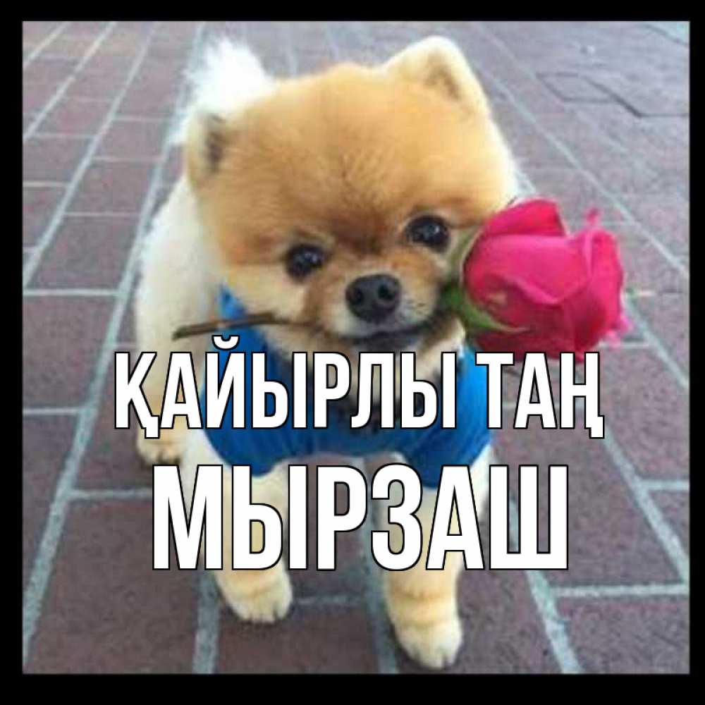 Күн сайын ашық хат с именем, Мырзаш Қайырлы таң роза в зубах Онлайн тегін жүктеп алу тілектері бар керемет карта 