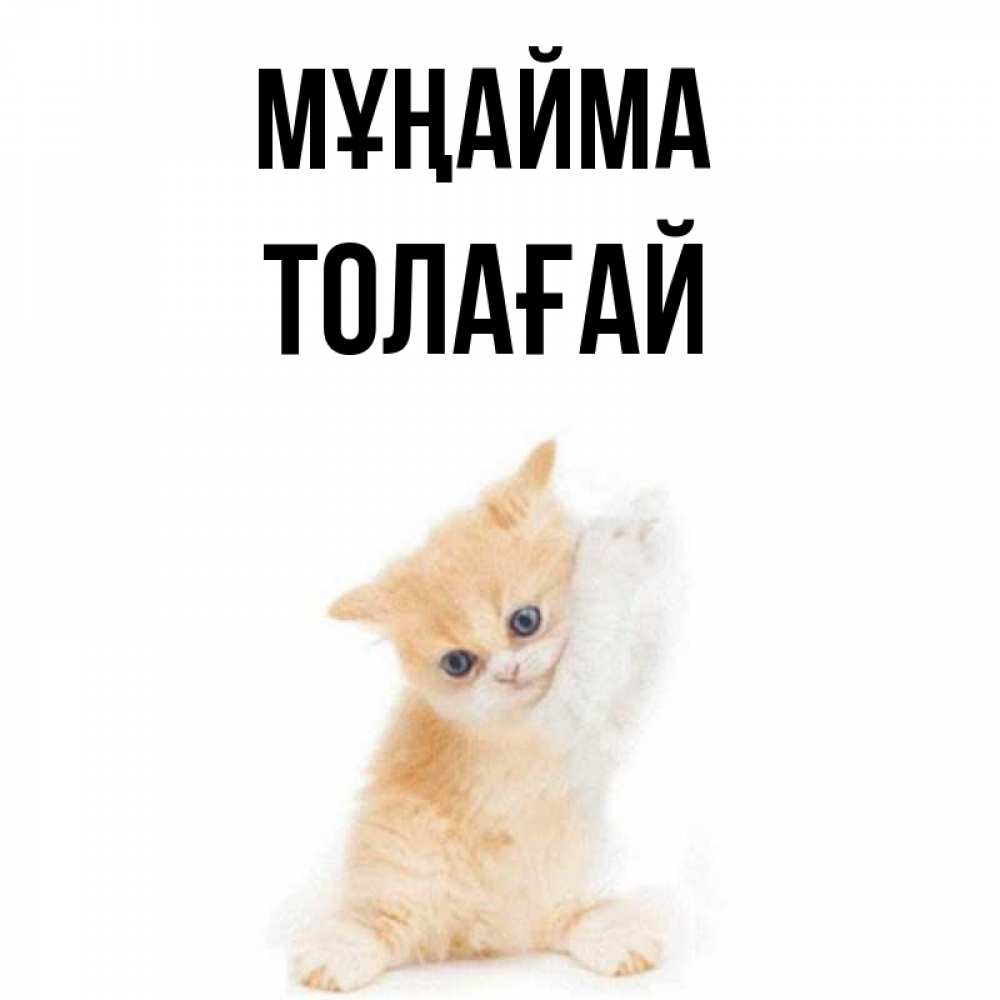 Күн сайын ашық хат с именем, ТОЛАҒАЙ Мұңайма просящий кот Онлайн тегін жүктеп алу тілектері бар керемет карта 