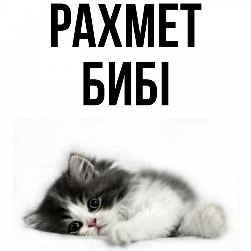Күн сайын ашық хат с именем, БИБІ рахмет черный и белый кот Онлайн тегін жүктеп алу тілектері бар керемет карта 