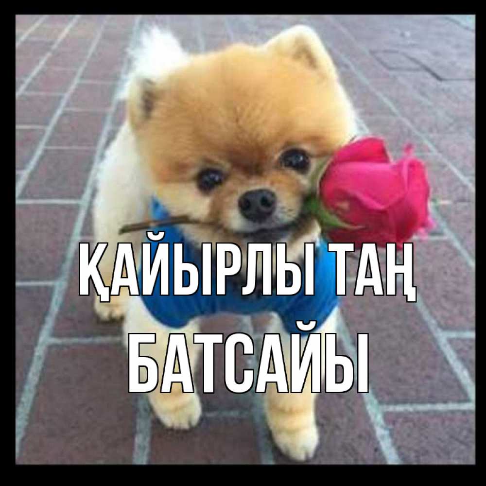Күн сайын ашық хат с именем, Батсайы Қайырлы таң роза в зубах Онлайн тегін жүктеп алу тілектері бар керемет карта 