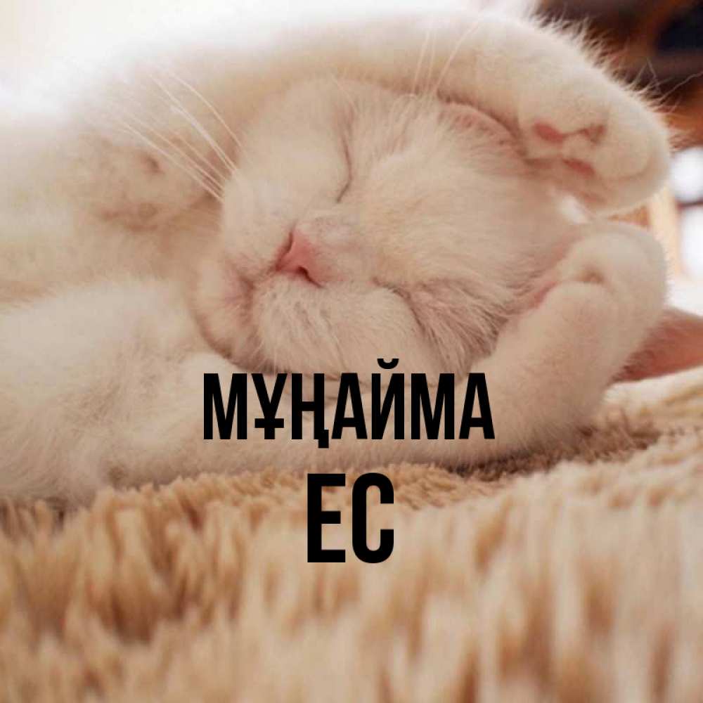 Күн сайын ашық хат с именем, Ес Мұңайма Котенок спит Онлайн тегін жүктеп алу тілектері бар керемет карта 