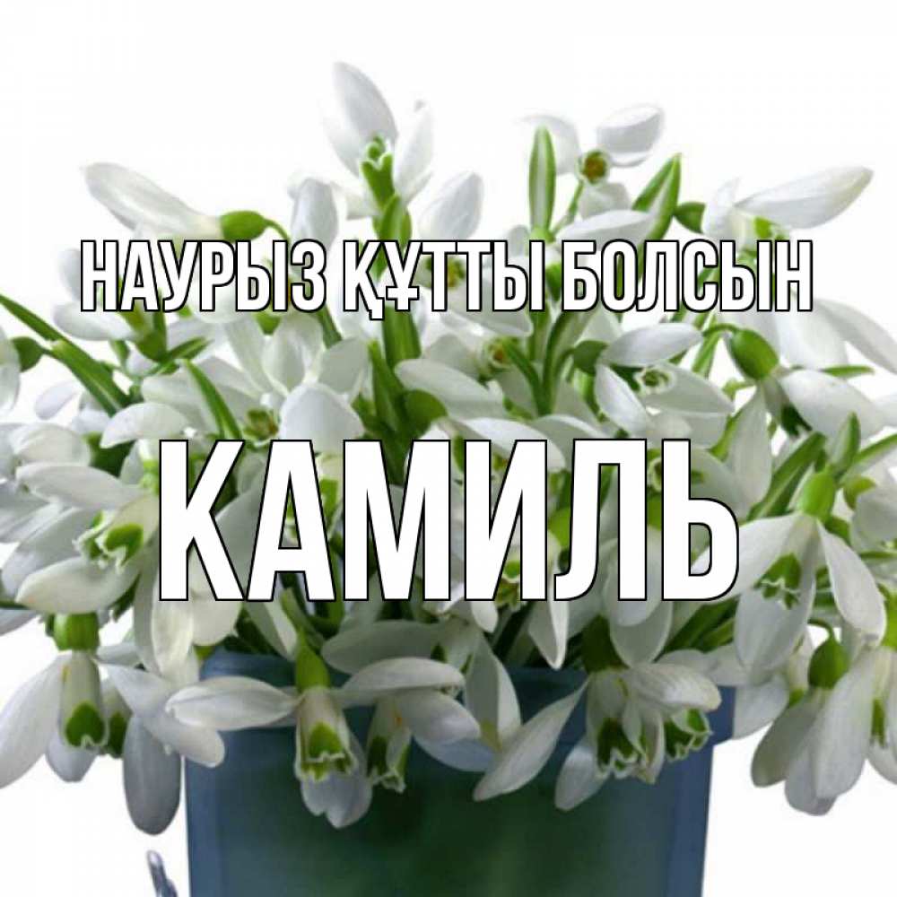 Күн сайын ашық хат с именем, Камиль Наурыз құтты болсын цветы к наурызу Онлайн тегін жүктеп алу тілектері бар керемет карта 