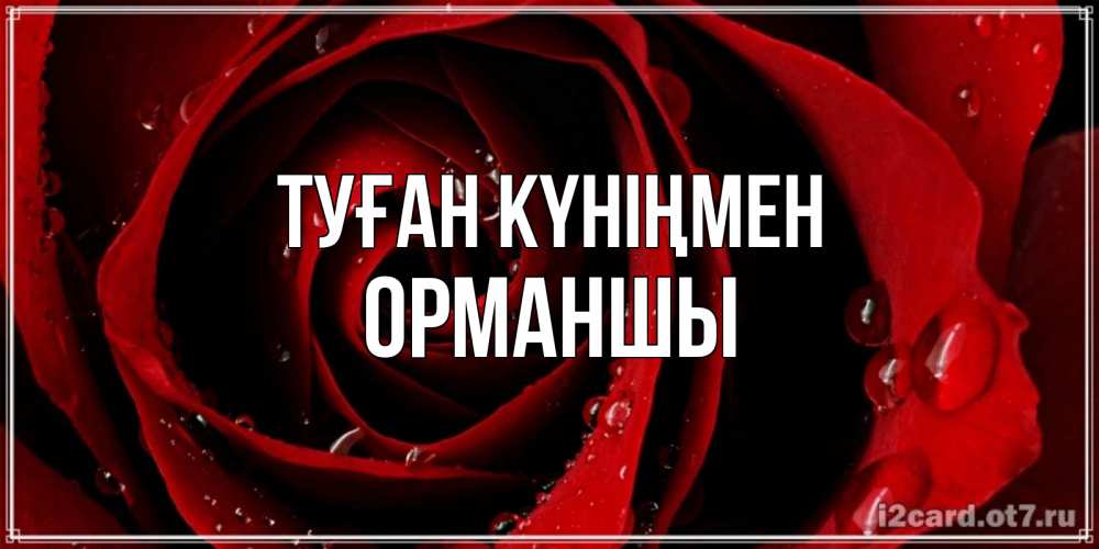 Күн сайын ашық хат с именем, ОРМАНШЫ Туған күніңмен крупная бордовая роза Онлайн тегін жүктеп алу тілектері бар керемет карта 