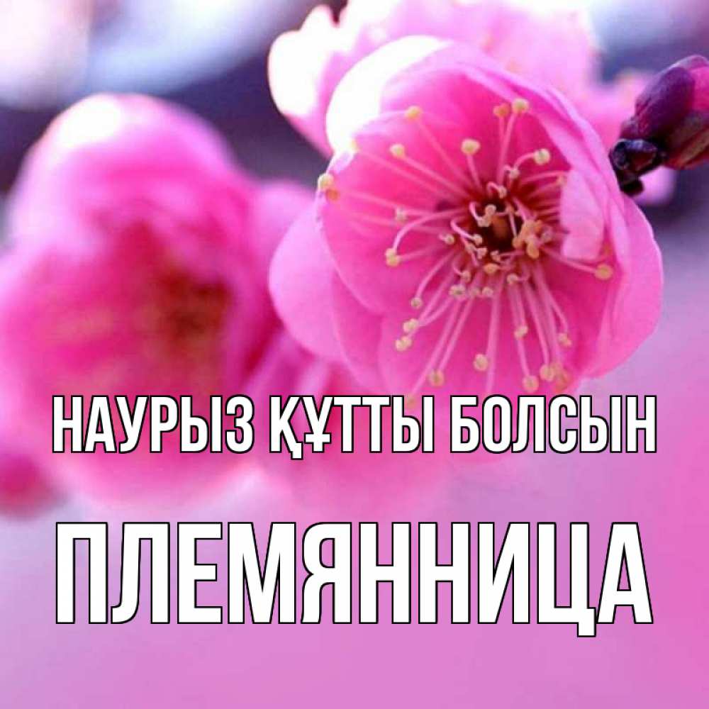 Күн сайын ашық хат с именем, Племянница Наурыз құтты болсын наурыз мейрам Онлайн тегін жүктеп алу тілектері бар керемет карта 
