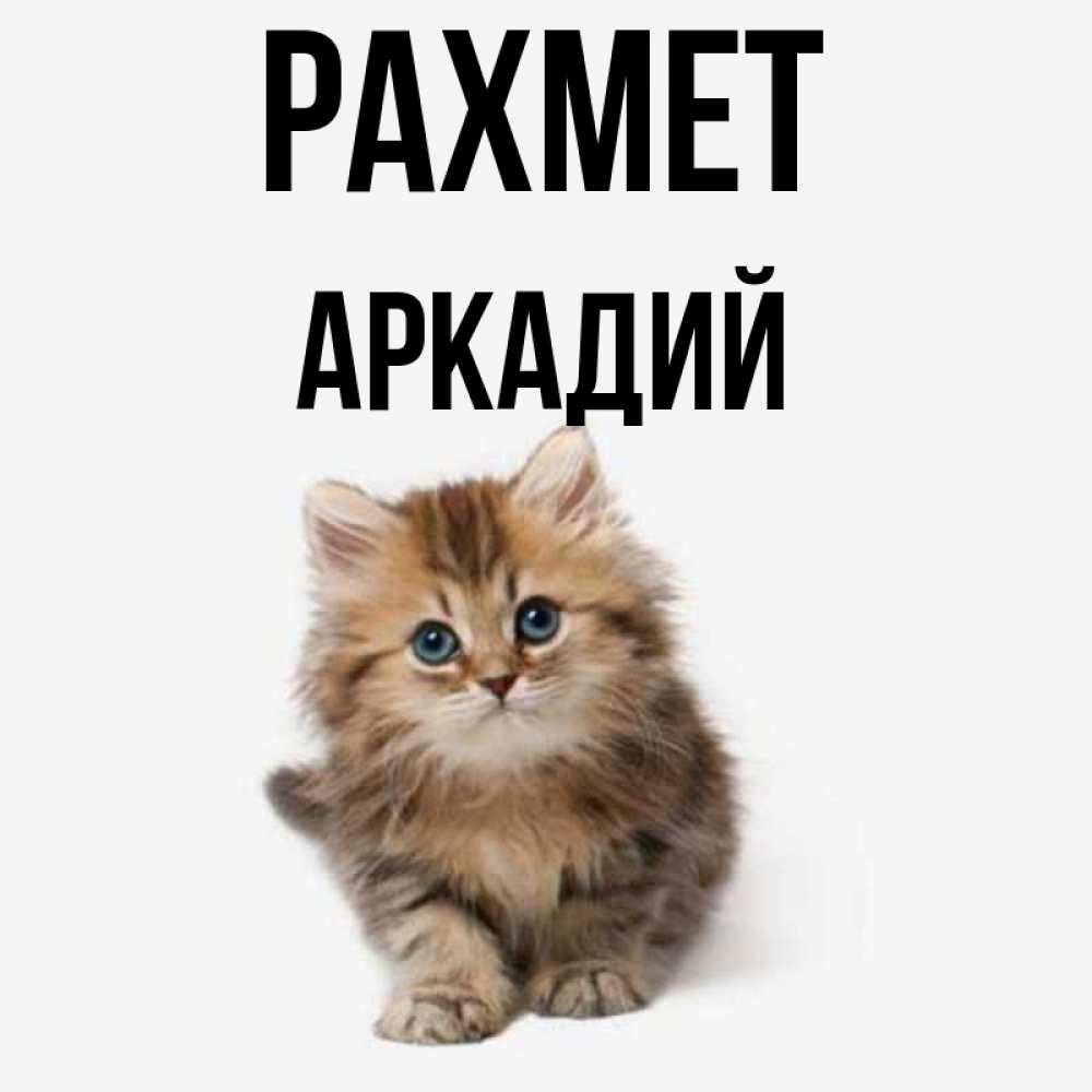 Күн сайын ашық хат с именем, Аркадий рахмет пушистый котик Онлайн тегін жүктеп алу тілектері бар керемет карта 
