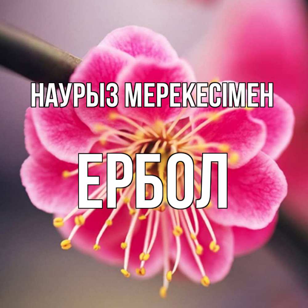 Күн сайын ашық хат с именем, Ербол Наурыз мерекесімен цветы Онлайн тегін жүктеп алу тілектері бар керемет карта 