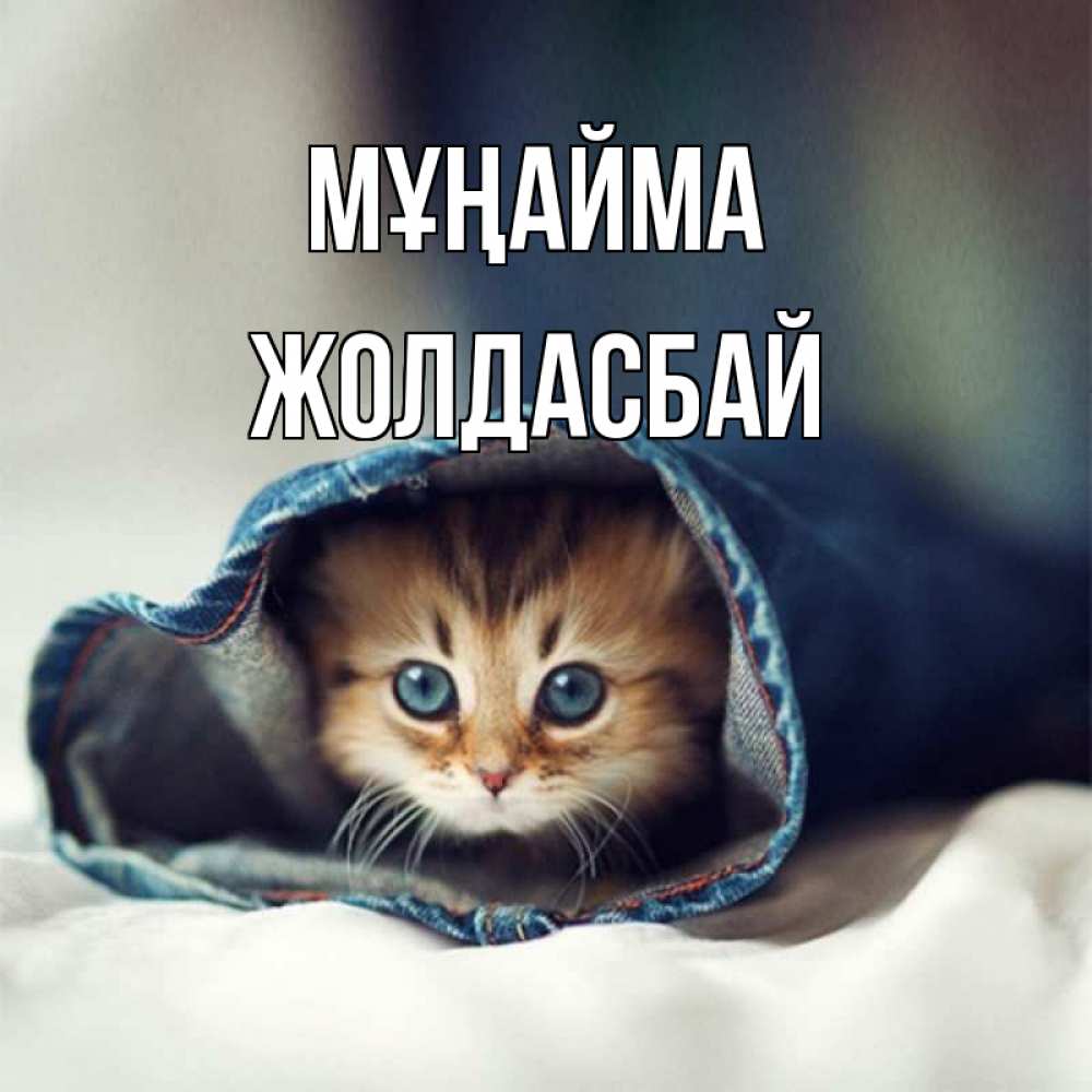 Күн сайын ашық хат с именем, Жолдасбай Мұңайма кот в одежде Онлайн тегін жүктеп алу тілектері бар керемет карта 