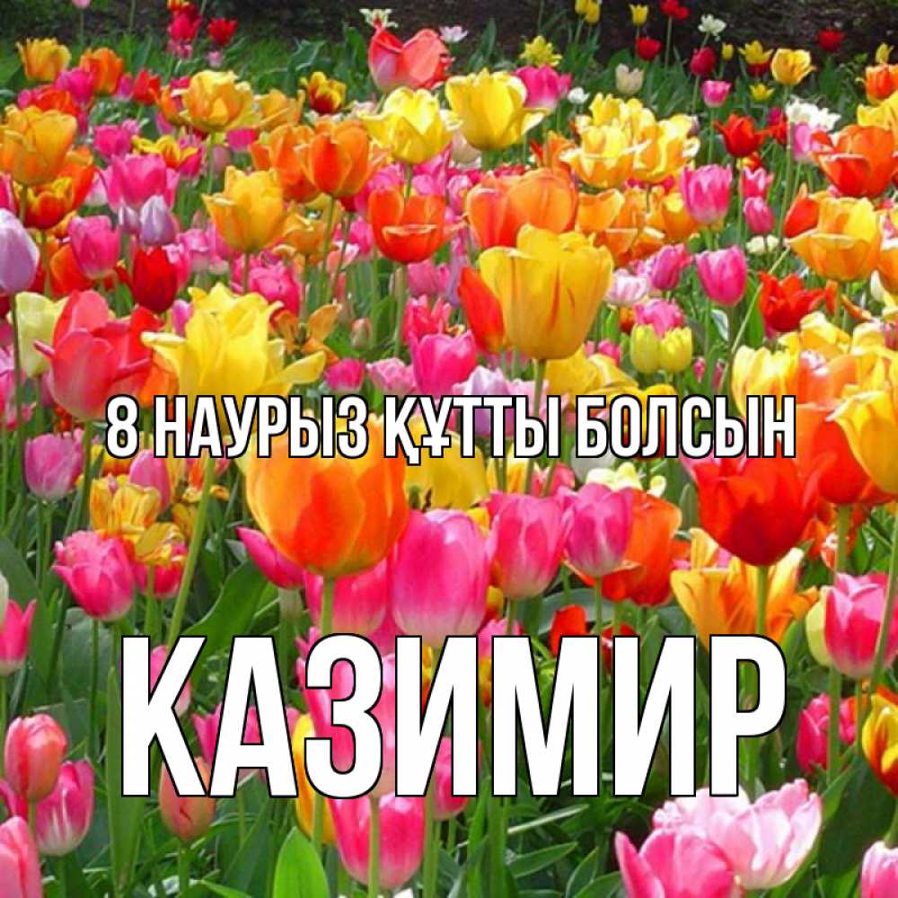 Күн сайын ашық хат с именем, Казимир 8 наурыз құтты болсын на международный женский день Онлайн тегін жүктеп алу тілектері бар керемет карта 