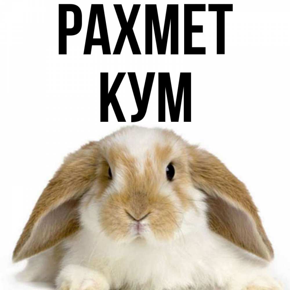 Күн сайын ашық хат с именем, Кум рахмет коричнево белый заяц Онлайн тегін жүктеп алу тілектері бар керемет карта 