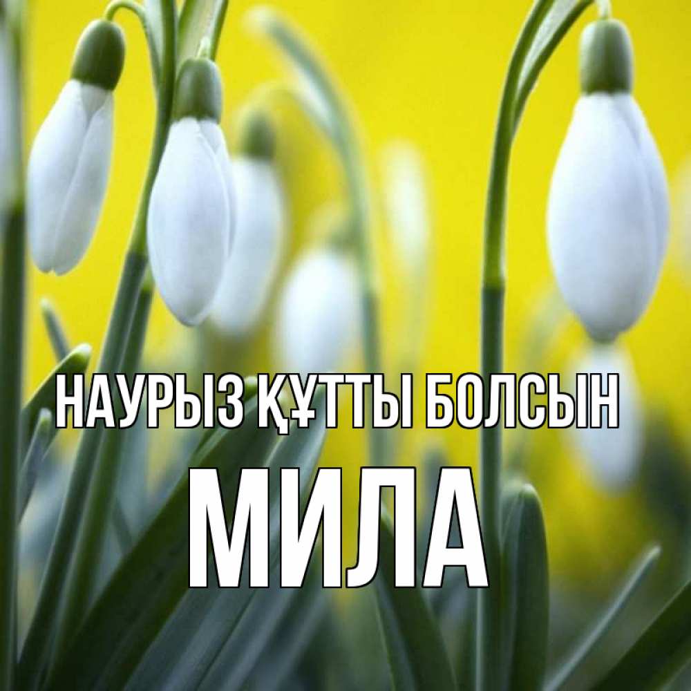 Күн сайын ашық хат с именем, Мила Наурыз құтты болсын весенние цветы Онлайн тегін жүктеп алу тілектері бар керемет карта 