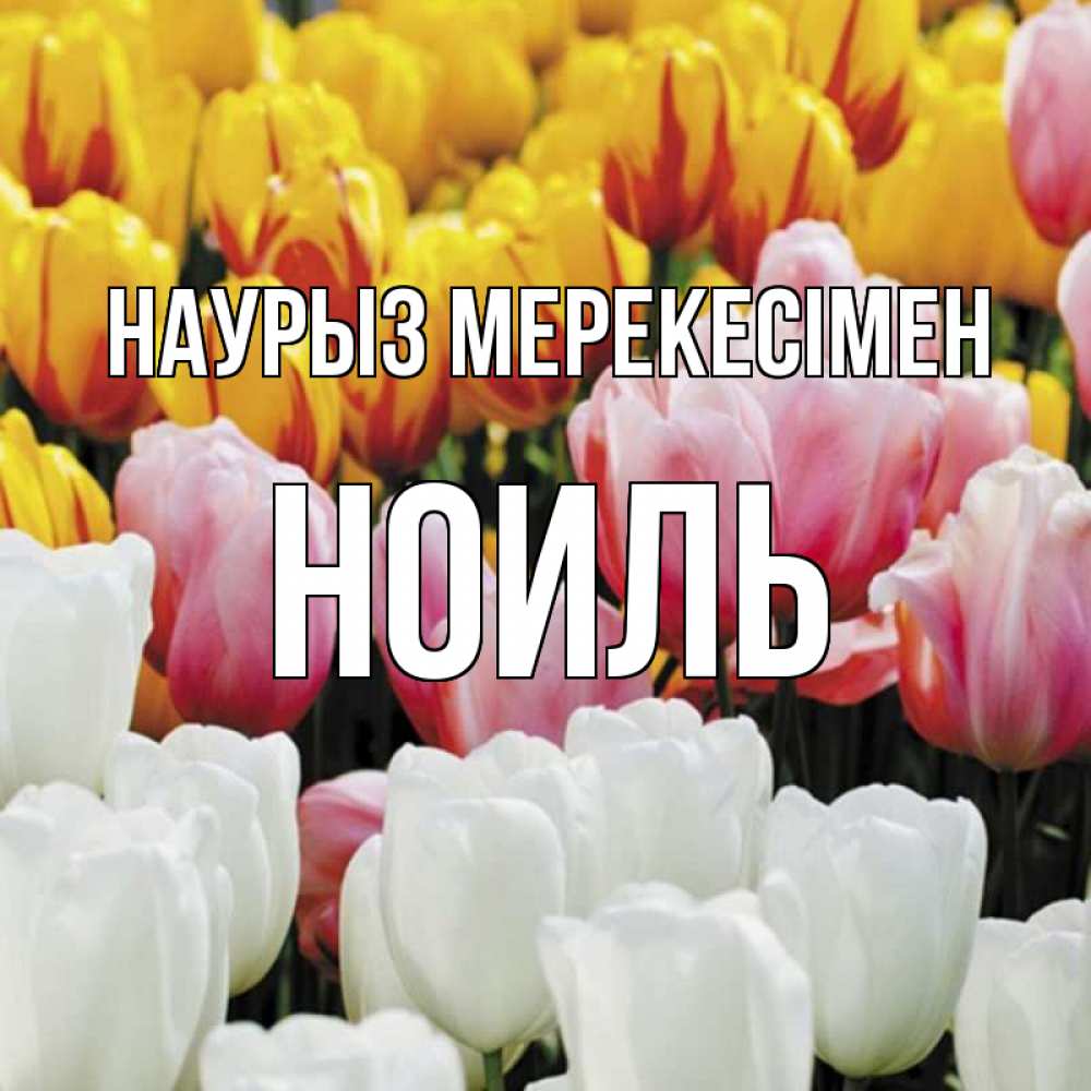 Күн сайын ашық хат с именем, НОИЛЬ Наурыз мерекесімен разноцветные цветы Онлайн тегін жүктеп алу тілектері бар керемет карта 