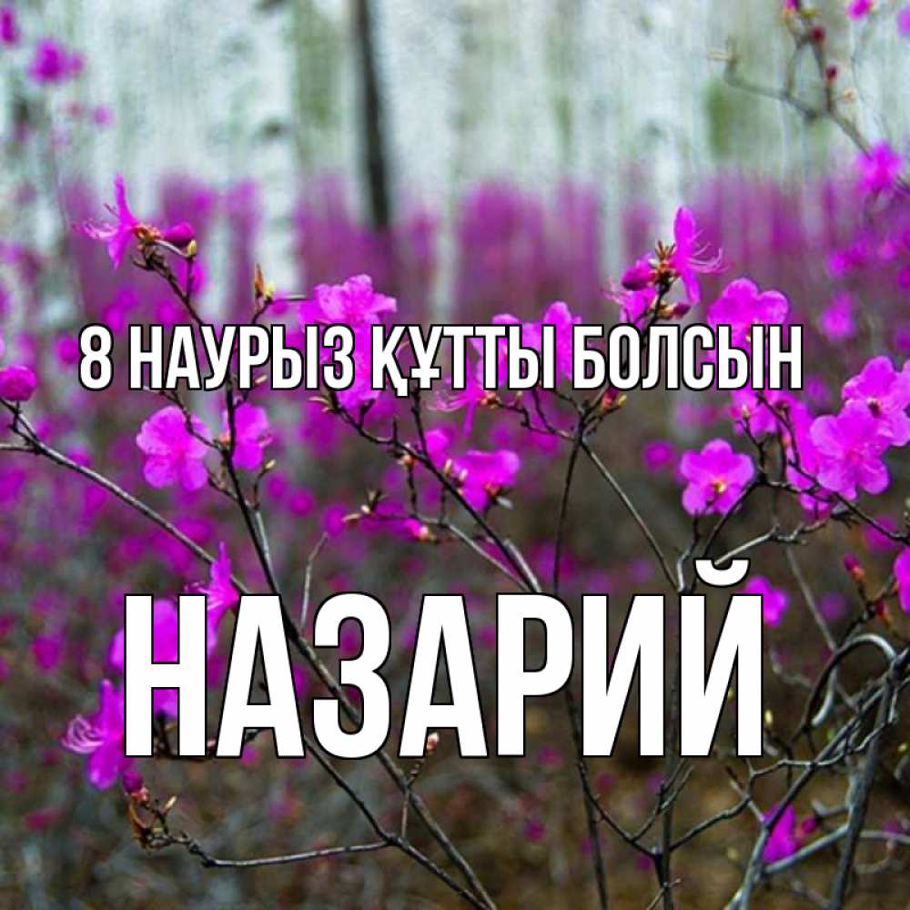 Күн сайын ашық хат с именем, Назарий 8 наурыз құтты болсын дикие цветы Онлайн тегін жүктеп алу тілектері бар керемет карта 