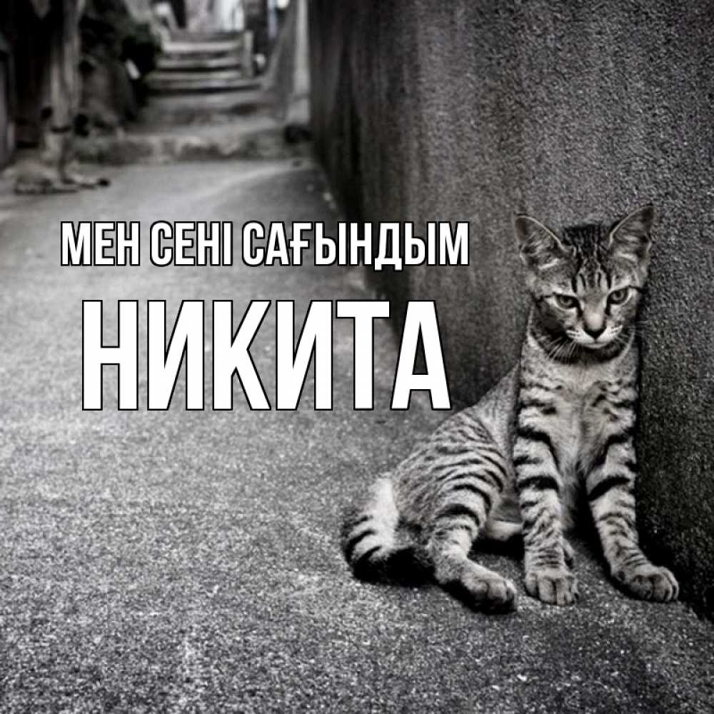 Күн сайын ашық хат с именем, Никита Мен сені сағындым одиноко котику Онлайн тегін жүктеп алу тілектері бар керемет карта 