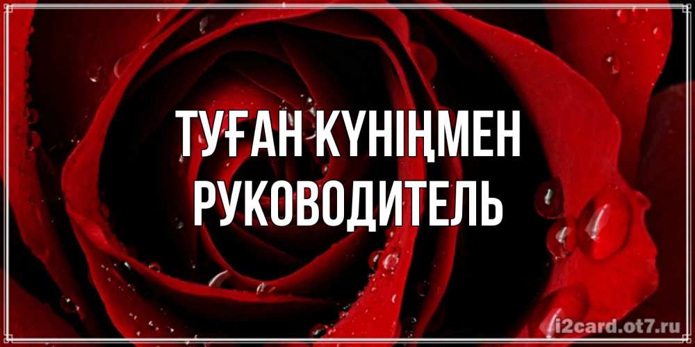 Күн сайын ашық хат с именем, Руководитель Туған күніңмен крупная бордовая роза Онлайн тегін жүктеп алу тілектері бар керемет карта 