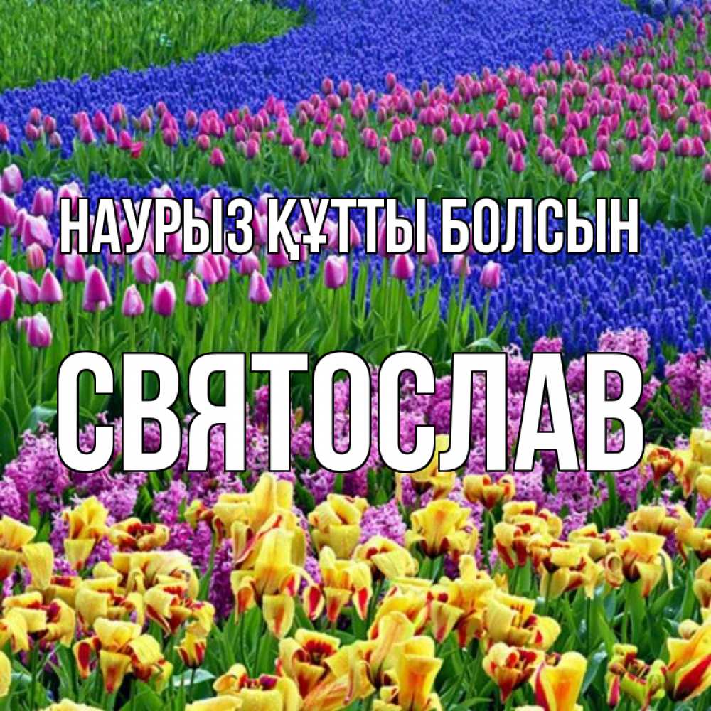 Күн сайын ашық хат с именем, Святослав Наурыз құтты болсын цветы Онлайн тегін жүктеп алу тілектері бар керемет карта 