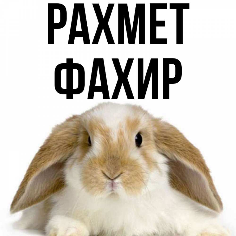 Күн сайын ашық хат с именем, ФАХИР рахмет коричнево белый заяц Онлайн тегін жүктеп алу тілектері бар керемет карта 