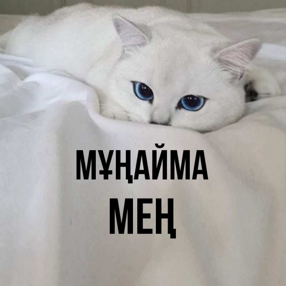 Күн сайын ашық хат с именем, МЕҢ Мұңайма Голубоглазая кошка Онлайн тегін жүктеп алу тілектері бар керемет карта 