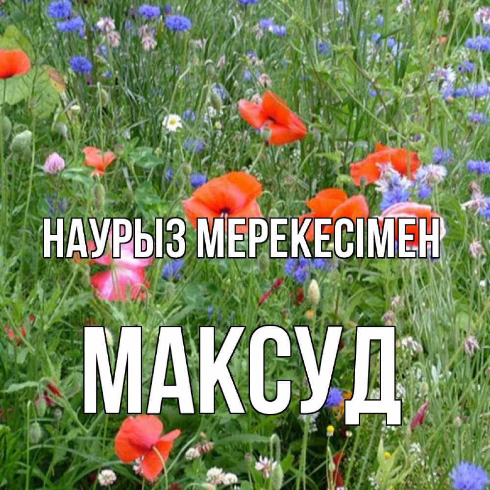 Күн сайын ашық хат с именем, Максуд Наурыз мерекесімен праздник весны наурыз супер открытка Онлайн тегін жүктеп алу тілектері бар керемет карта 