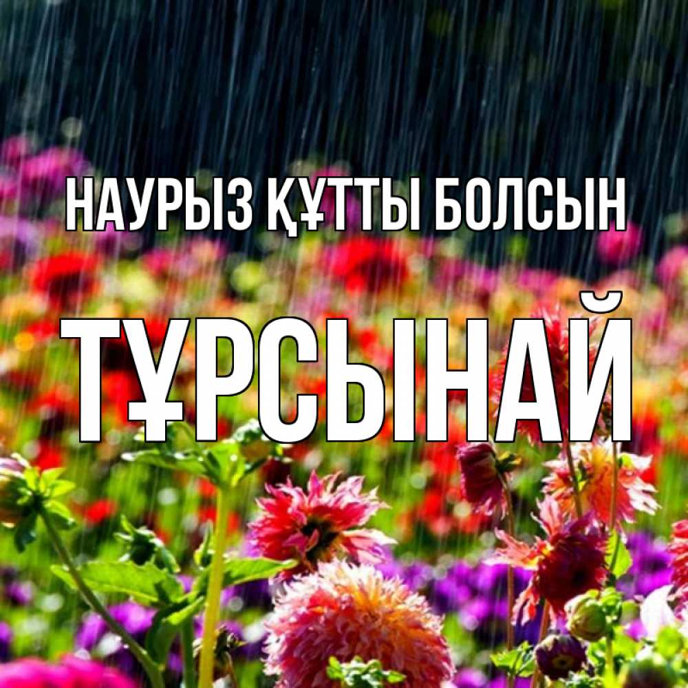 Күн сайын ашық хат с именем, ТҰРСЫНАЙ Наурыз құтты болсын цветы под дождиком к наурызу Онлайн тегін жүктеп алу тілектері бар керемет карта 