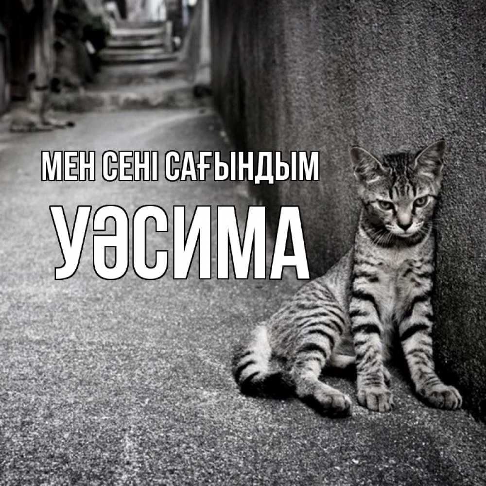 Күн сайын ашық хат с именем, УӘСИМА Мен сені сағындым одиноко котику Онлайн тегін жүктеп алу тілектері бар керемет карта 
