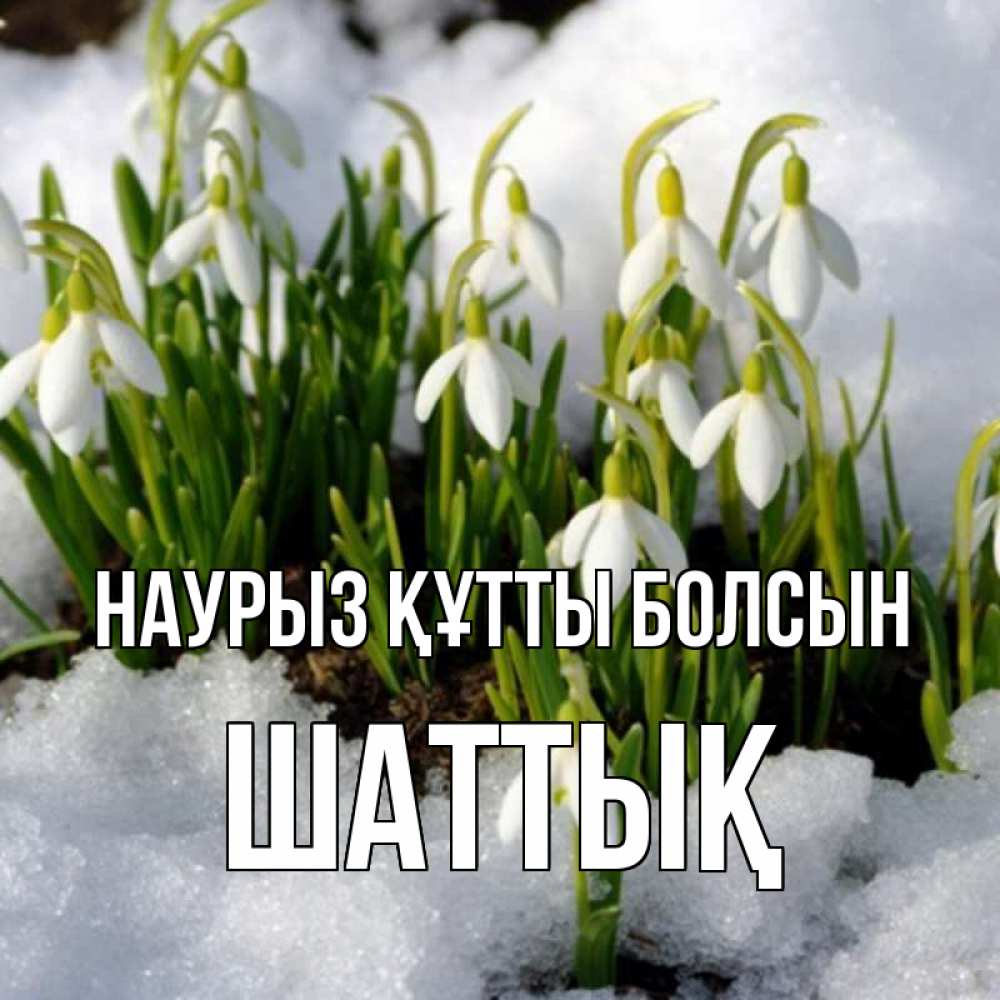 Күн сайын ашық хат с именем, ШАТТЫҚ Наурыз құтты болсын цветы весенние Онлайн тегін жүктеп алу тілектері бар керемет карта 