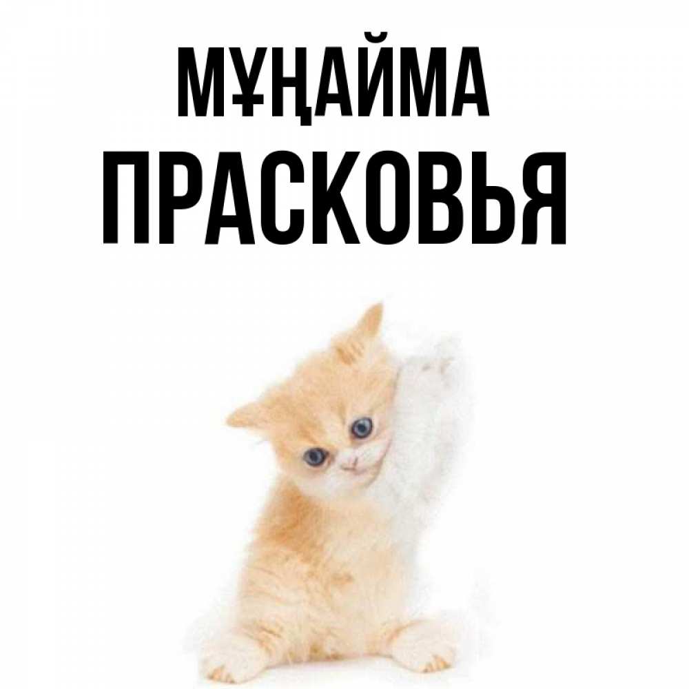 Күн сайын ашық хат с именем, Прасковья Мұңайма просящий кот Онлайн тегін жүктеп алу тілектері бар керемет карта 