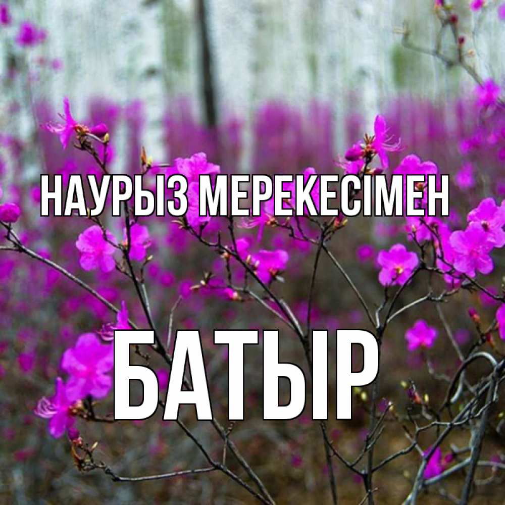 Күн сайын ашық хат с именем, Батыр Наурыз мерекесімен дикие цветы Онлайн тегін жүктеп алу тілектері бар керемет карта 
