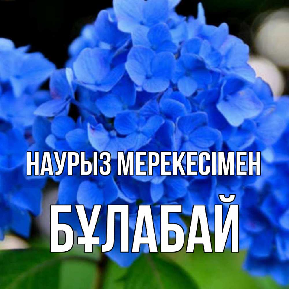 Күн сайын ашық хат с именем, Бұлабай Наурыз мерекесімен синие цветы Онлайн тегін жүктеп алу тілектері бар керемет карта 