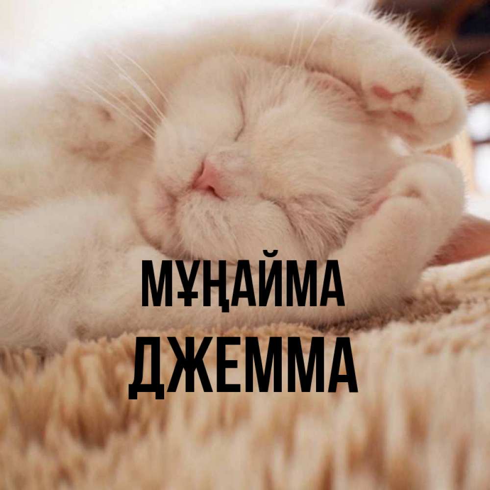 Күн сайын ашық хат с именем, Джемма Мұңайма Котенок спит Онлайн тегін жүктеп алу тілектері бар керемет карта 