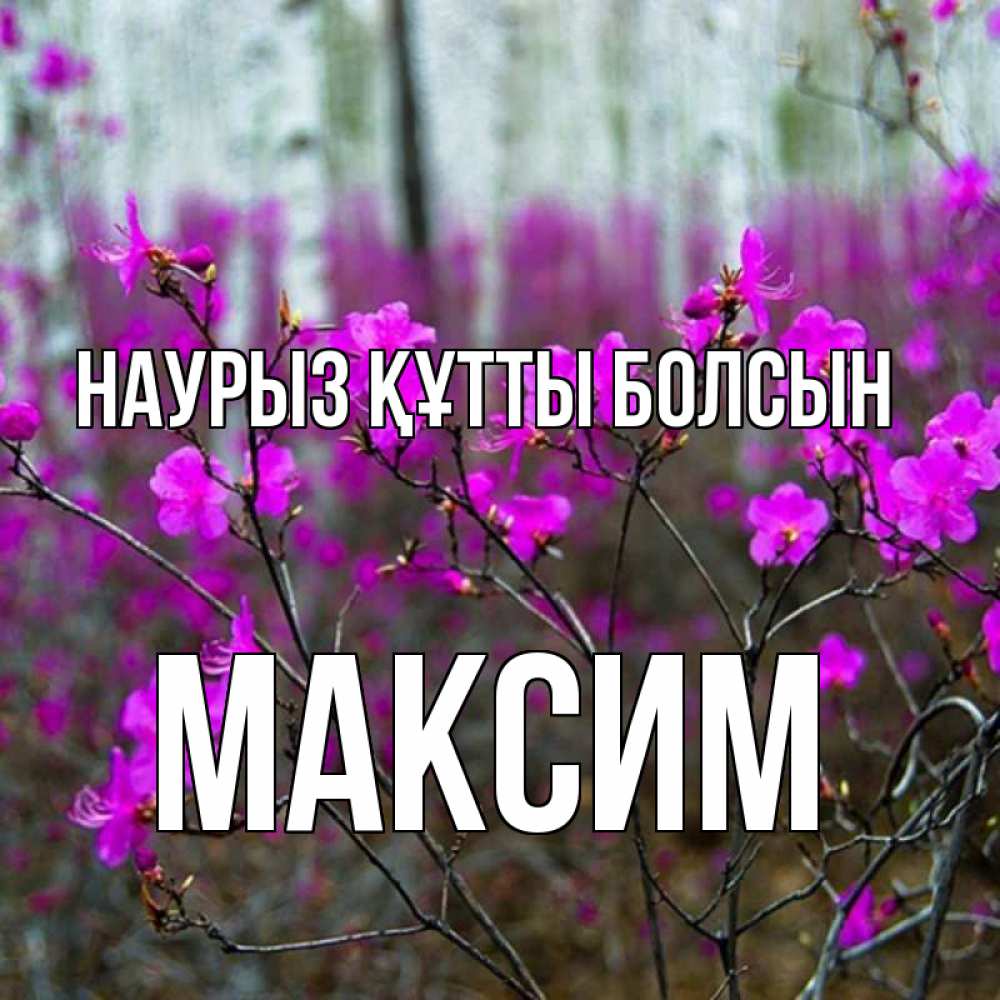 Күн сайын ашық хат с именем, Максим Наурыз құтты болсын дикие цветы Онлайн тегін жүктеп алу тілектері бар керемет карта 