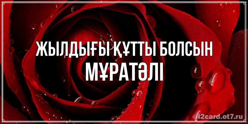Күн сайын ашық хат с именем, Мұратәлі Жылдығы құтты болсын крупная бордовая роза Онлайн тегін жүктеп алу тілектері бар керемет карта 