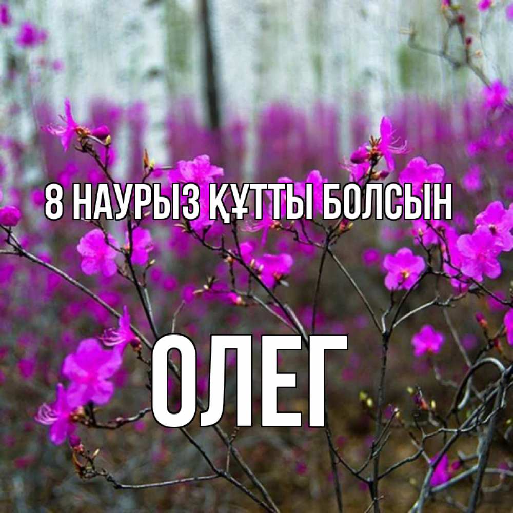 Күн сайын ашық хат с именем, Олег 8 наурыз құтты болсын дикие цветы Онлайн тегін жүктеп алу тілектері бар керемет карта 