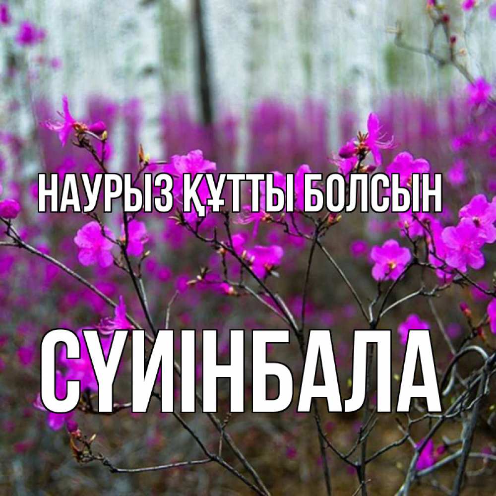 Күн сайын ашық хат с именем, СҮИІНБАЛА Наурыз құтты болсын дикие цветы Онлайн тегін жүктеп алу тілектері бар керемет карта 