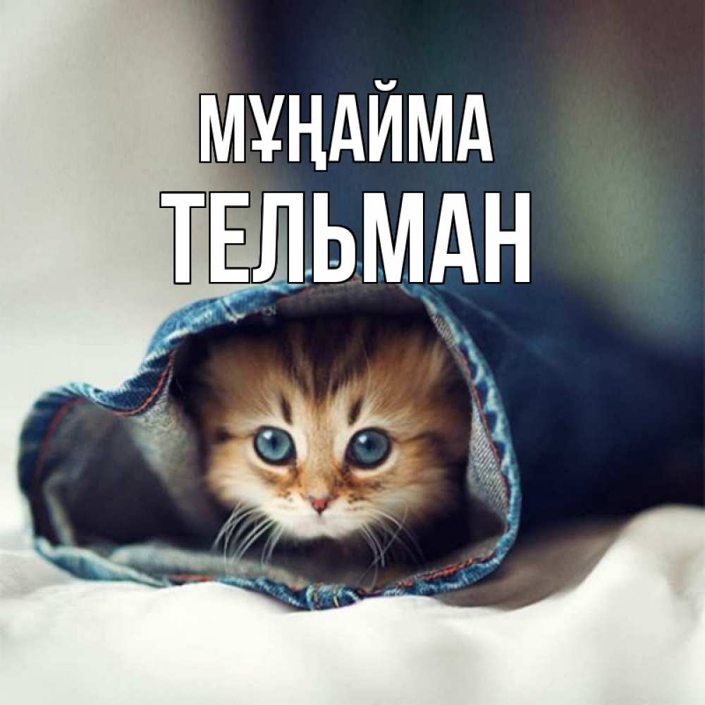 Күн сайын ашық хат с именем, Тельман Мұңайма кот в одежде Онлайн тегін жүктеп алу тілектері бар керемет карта 