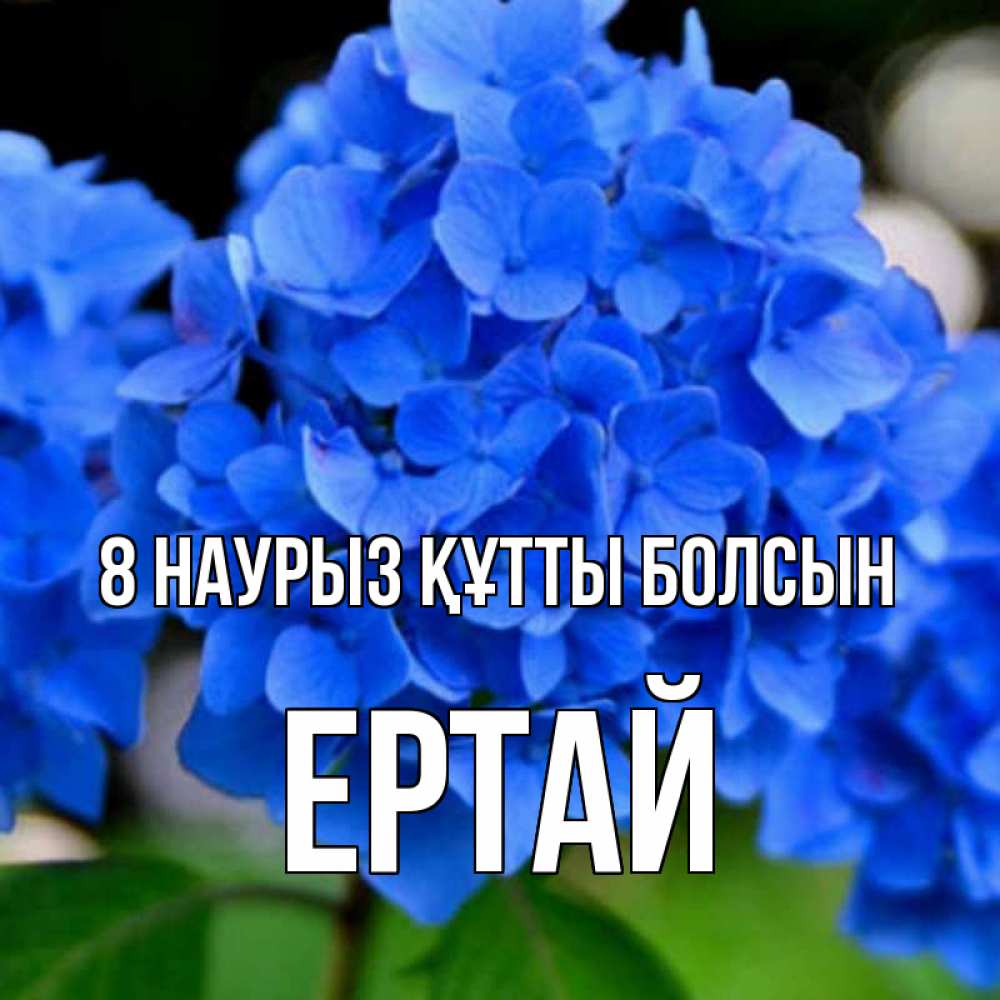 Күн сайын ашық хат с именем, Ертай 8 наурыз құтты болсын синие цветы Онлайн тегін жүктеп алу тілектері бар керемет карта 