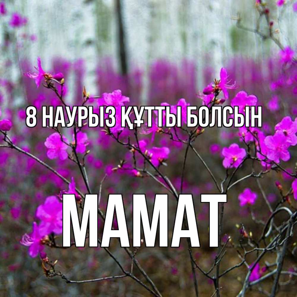 Күн сайын ашық хат с именем, МАМАТ 8 наурыз құтты болсын дикие цветы Онлайн тегін жүктеп алу тілектері бар керемет карта 