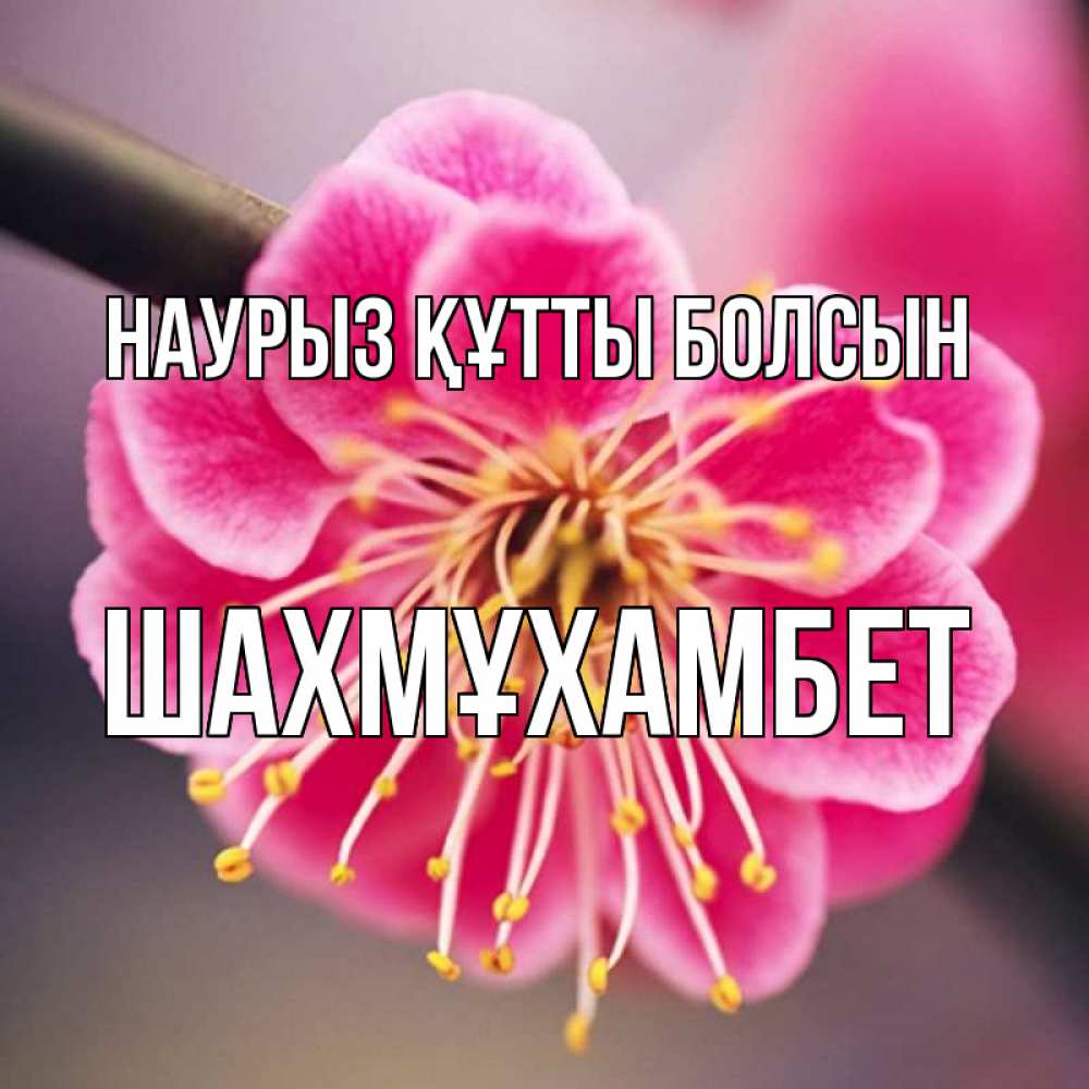 Күн сайын ашық хат с именем, ШАХМҰХАМБЕТ Наурыз құтты болсын цветы Онлайн тегін жүктеп алу тілектері бар керемет карта 