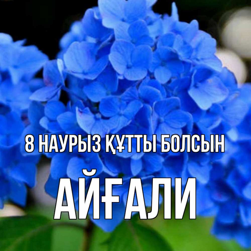 Күн сайын ашық хат с именем, Айғали 8 наурыз құтты болсын синие цветы Онлайн тегін жүктеп алу тілектері бар керемет карта 