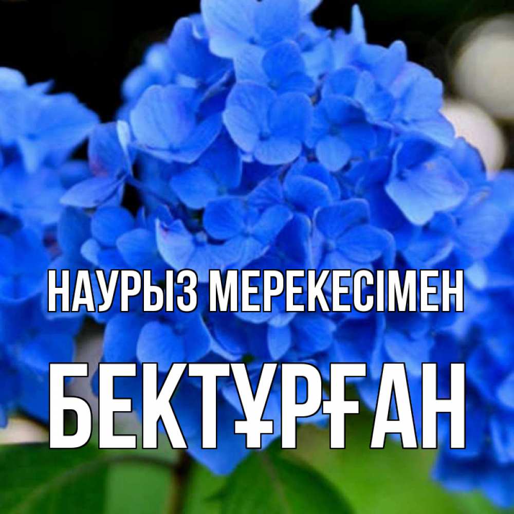 Күн сайын ашық хат с именем, Бектұрған Наурыз мерекесімен синие цветы Онлайн тегін жүктеп алу тілектері бар керемет карта 