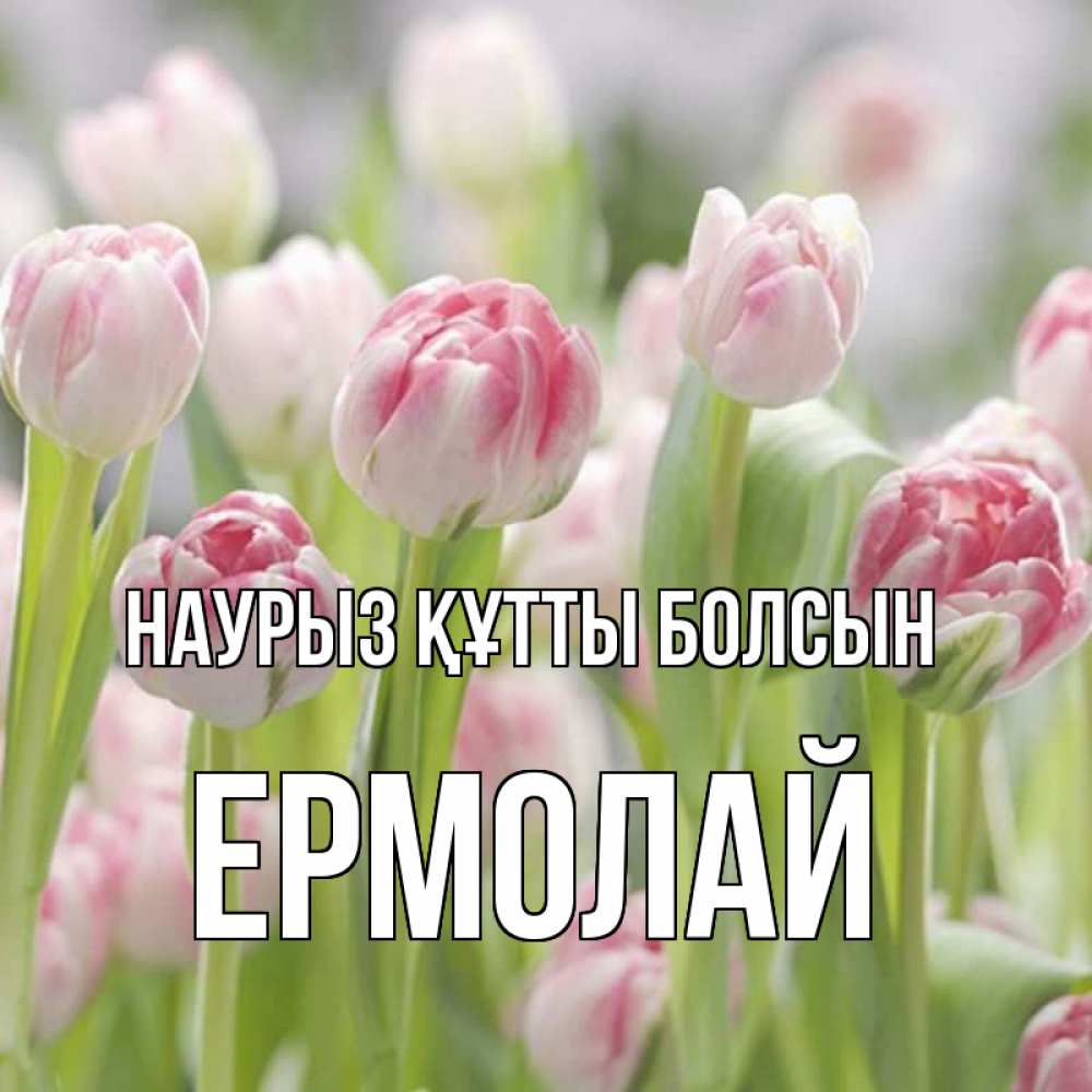 Күн сайын ашық хат с именем, Ермолай Наурыз құтты болсын цветы Онлайн тегін жүктеп алу тілектері бар керемет карта 