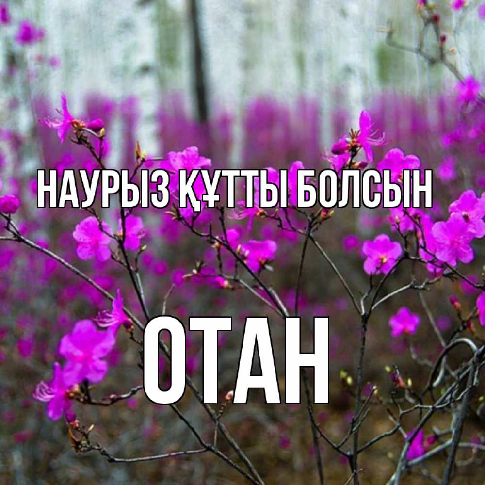 Күн сайын ашық хат с именем, ОТАН Наурыз құтты болсын дикие цветы Онлайн тегін жүктеп алу тілектері бар керемет карта 