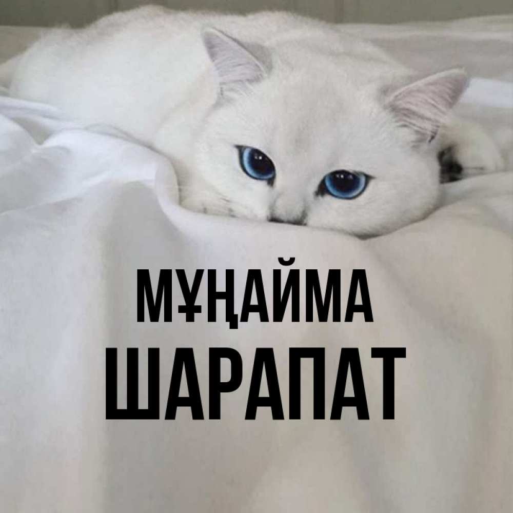 Күн сайын ашық хат с именем, ШАРАПАТ Мұңайма Голубоглазая кошка Онлайн тегін жүктеп алу тілектері бар керемет карта 