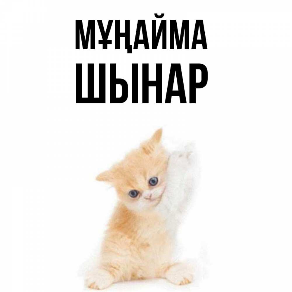 Күн сайын ашық хат с именем, ШЫНАР Мұңайма просящий кот Онлайн тегін жүктеп алу тілектері бар керемет карта 
