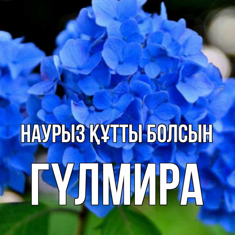 Күн сайын ашық хат с именем, ГҮЛМИРА Наурыз құтты болсын синие цветы Онлайн тегін жүктеп алу тілектері бар керемет карта 