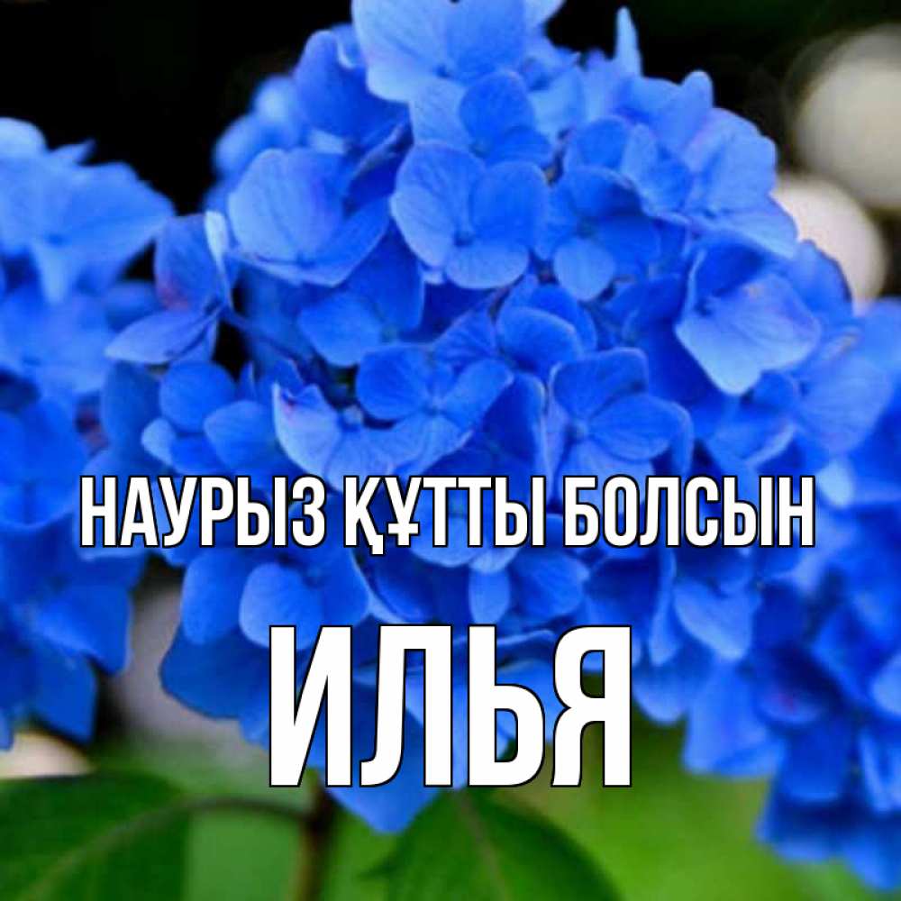 Күн сайын ашық хат с именем, Илья Наурыз құтты болсын синие цветы Онлайн тегін жүктеп алу тілектері бар керемет карта 